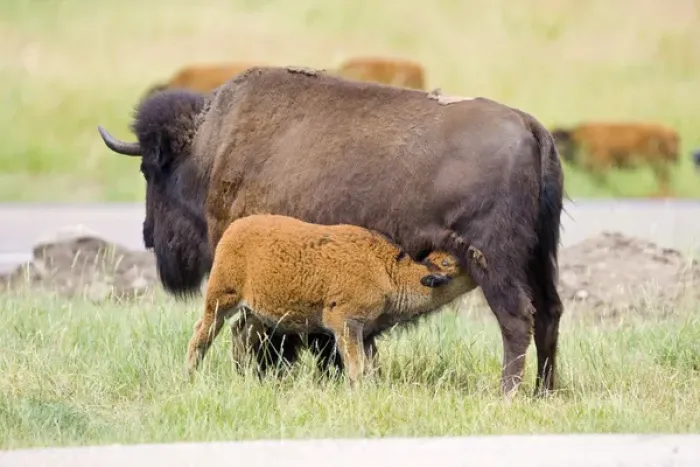 Framed Print : USA, South Dakota, Custer State Park. Buffalo calf nursing