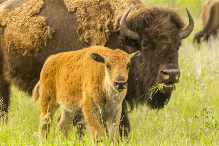 Framed Print : USA, South Dakota, Custer State Park. Bison parent and calf in meadow Framed Print : USA, South Dakota, Custer State Park. Bison parent and calf in meadow