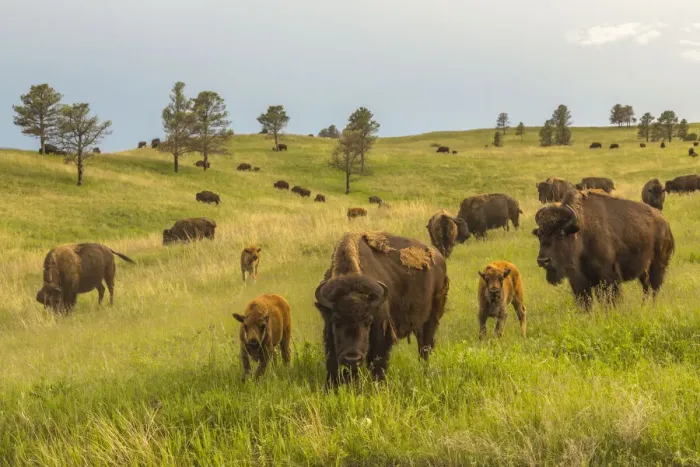 Framed Print : USA, South Dakota, Custer State Park. Bison parents and calves in meadow Framed Print : USA, South Dakota, Custer State Park. Bison parents and calves in meadow