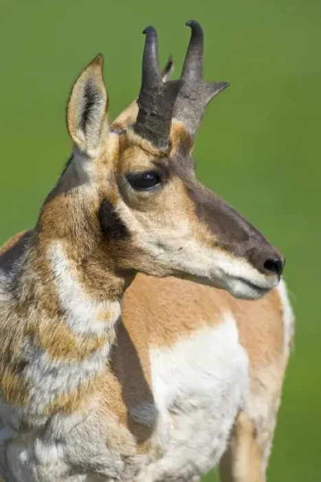 Framed Print : USA, South Dakota, Custer State Park. Close-up of adult male pronghorn antelopeFred J Framed Print : USA, South Dakota, Custer State Park. Close-up of adult male pronghorn antelopeFred J