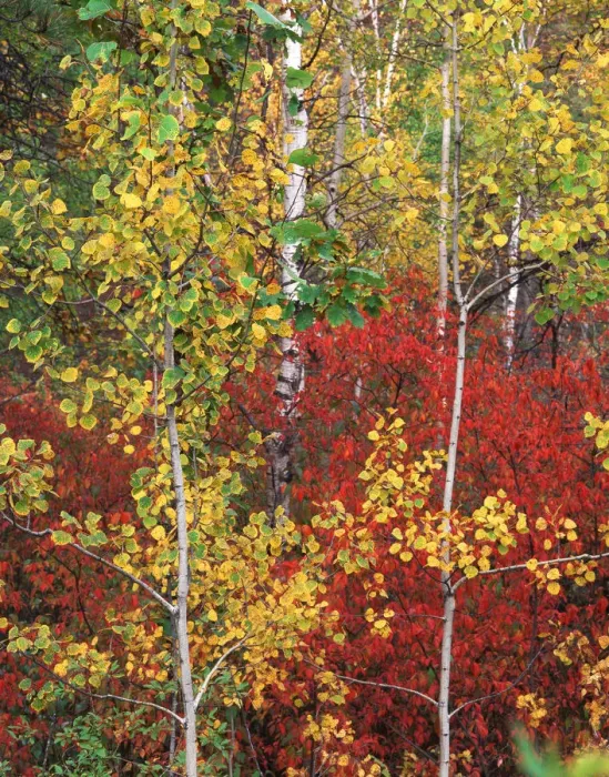Framed Print : USA, South Dakota, Custer State Park, Autumn trees