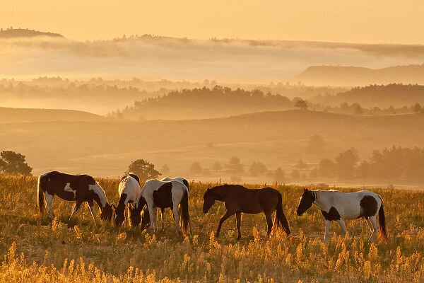 USA, South Dakota. Paint horses at Black Hills Wild Horse Sanctuary