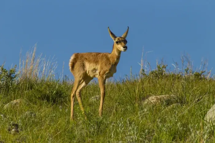 Framed Print : USA, South Dakota. Pronghorn fawn in Custer State Park Framed Print : USA, South Dakota. Pronghorn fawn in Custer State Park