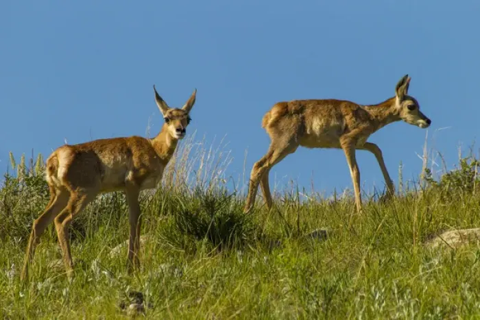Framed Print : USA, South Dakota. Pronghorn fawns in Custer State Park