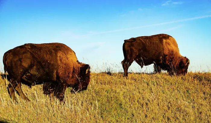 Framed Print : USA, South Dakota, Wall, Badlands National Park, North American Bison Framed Print : USA, South Dakota, Wall, Badlands National Park, North American Bison