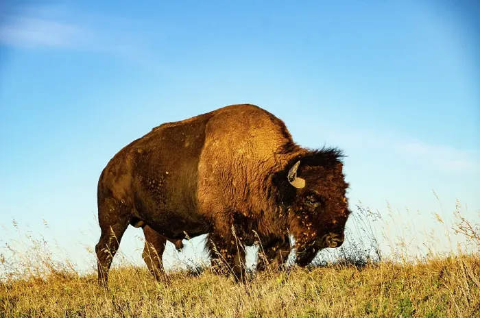 Framed Print : USA, South Dakota, Wall, Badlands National Park, North American Bison
