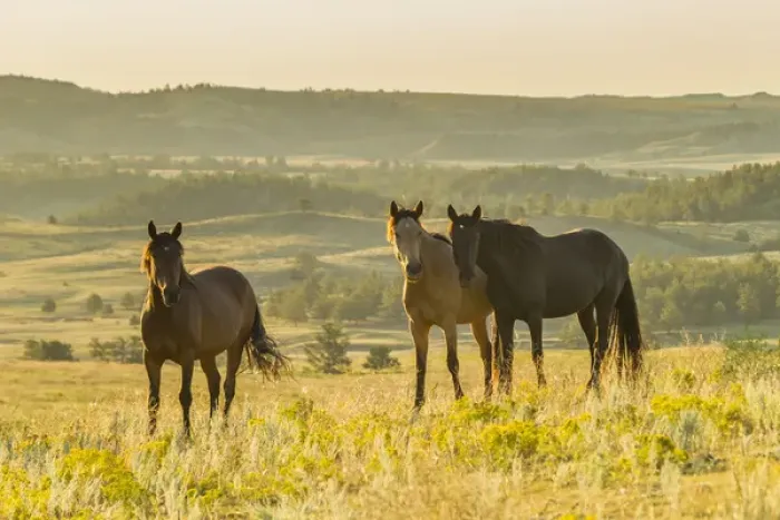 Framed Print : USA, South Dakota, Wild Horse Sanctuary. Wild horses in field Framed Print : USA, South Dakota, Wild Horse Sanctuary. Wild horses in field