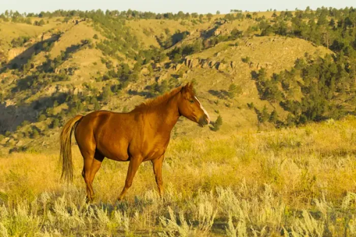 Framed Print : USA, South Dakota, Wild Horse Sanctuary. Wild horse in field Framed Print : USA, South Dakota, Wild Horse Sanctuary. Wild horse in field