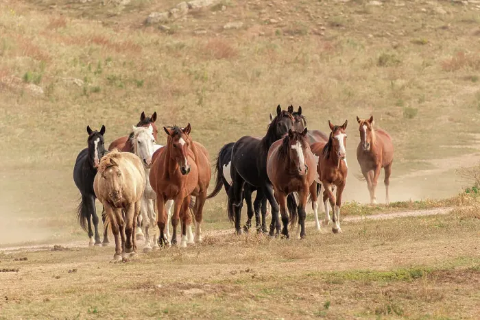 Framed Print : USA, South Dakota. Wild horses