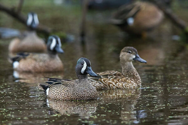 USA, South Texas. Aranas National Wildlife Refuge, blue-winged teal ducks