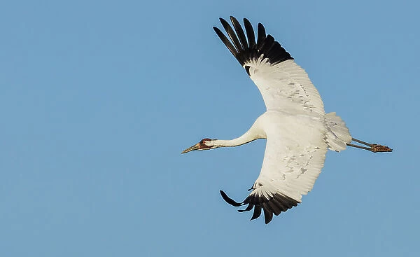 USA, South Texas. Aranas National Wildlife Refuge, whooping crane flying