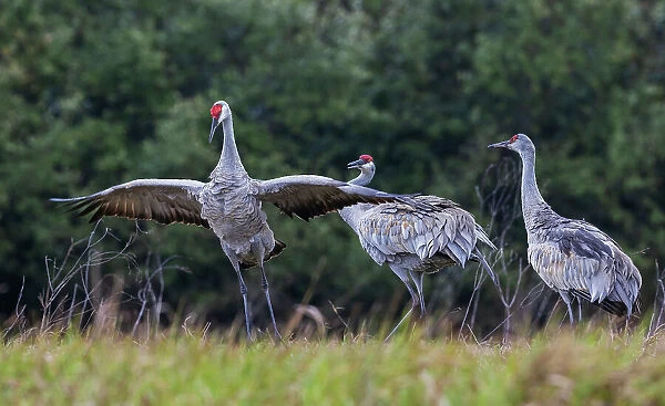 USA, South Texas. Aranas National Wildlife Refuge, sandhill cranes (lesser) dancing