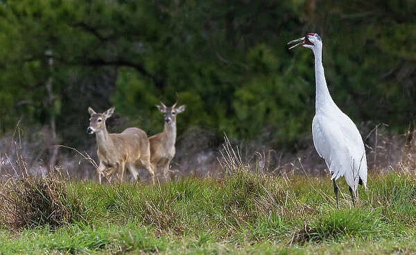USA, South Texas. Aranas National Wildlife Refuge, whooping crane calling and white-tailed deer