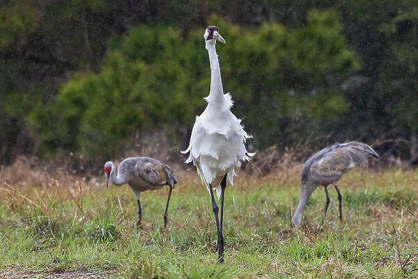 USA, South Texas. Aranas National Wildlife Refuge, whooping crane, spring rain