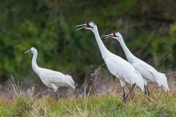 USA, South Texas. Aranas National Wildlife Refuge, whooping cranes calling