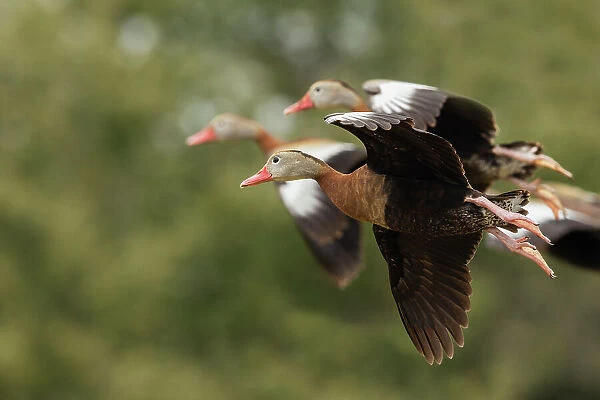 USA, South Texas. Aranas National Wildlife Refuge, black-bellied whistling ducks alighting
