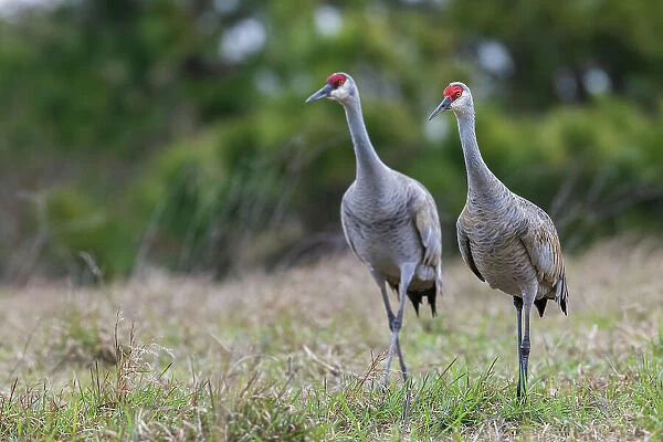 USA, South Texas. Aranas National Wildlife Refuge, sandhill cranes pair (lesser)