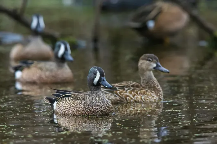 Framed Print : USA, South Texas. Aranas National Wildlife Refuge, blue-winged teal ducks Framed Print : USA, South Texas. Aranas National Wildlife Refuge, blue-winged teal ducks