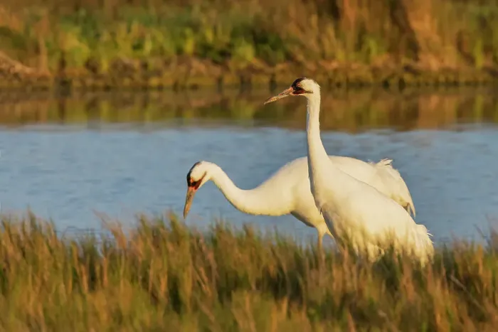 Framed Print : USA, South Texas. Aranas National Wildlife Refuge, whooping crane pair foraging