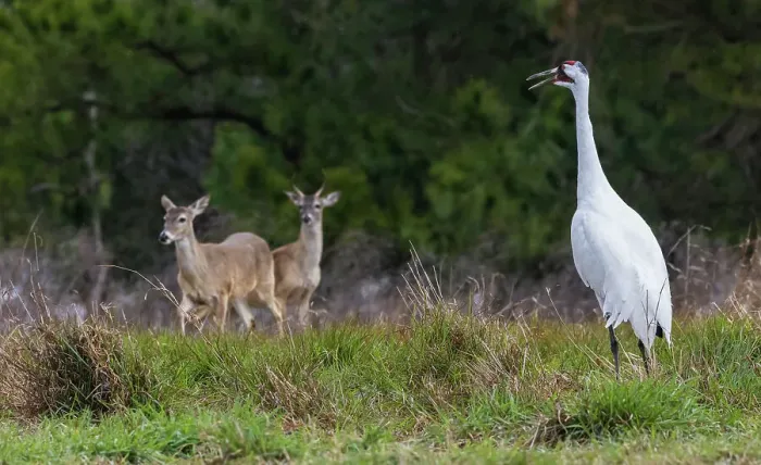 Framed Print : USA, South Texas. Aranas National Wildlife Refuge, whooping crane calling and white-tailed deer