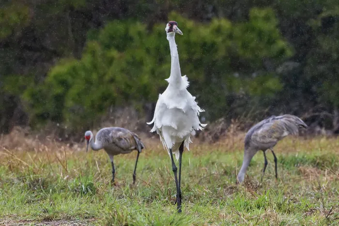 Framed Print : USA, South Texas. Aranas National Wildlife Refuge, whooping crane, spring rain Framed Print : USA, South Texas. Aranas National Wildlife Refuge, whooping crane, spring rain