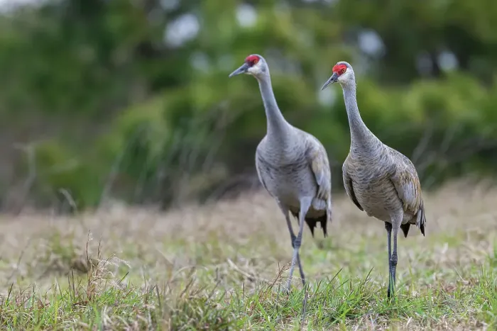 Framed Print : USA, South Texas. Aranas National Wildlife Refuge, sandhill cranes pair (lesser) Framed Print : USA, South Texas. Aranas National Wildlife Refuge, sandhill cranes pair (lesser)