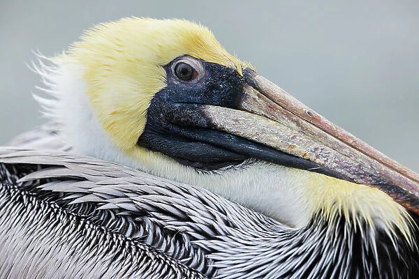 USA, South Texas. Brown pelican, close-up of youngster