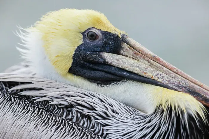 Framed Print : USA, South Texas. Brown pelican, close-up of youngster