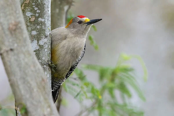 USA, South Texas. Golden-fronted woodpecker