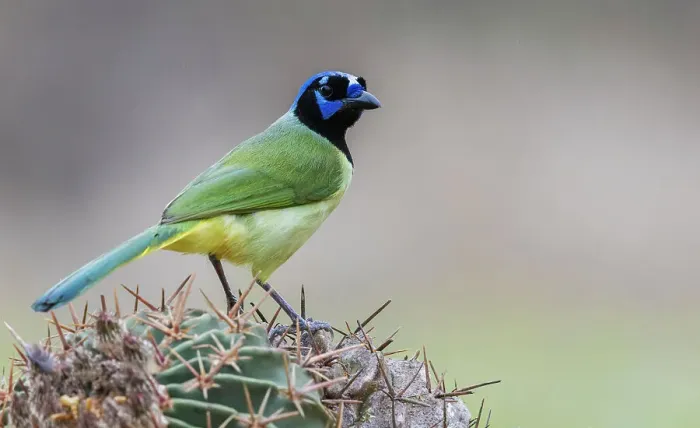 Framed Print : USA, South Texas. Green jay