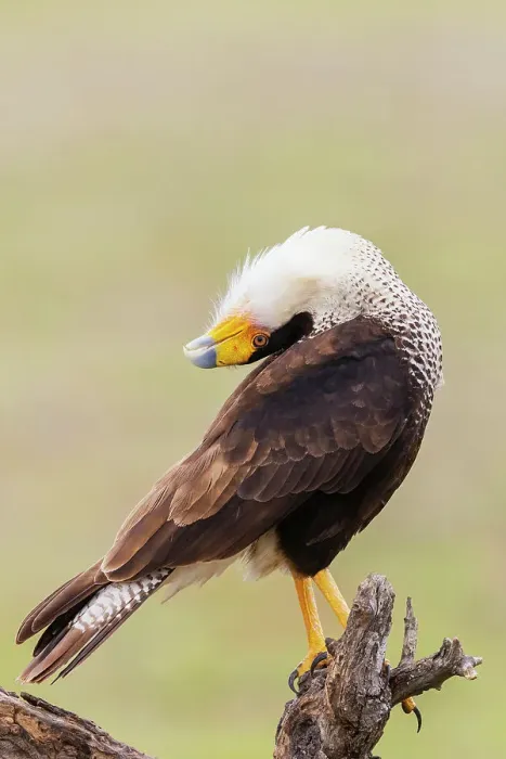Framed Print : USA, South Texas. Laguna Seca, crested caracara display Framed Print : USA, South Texas. Laguna Seca, crested caracara display