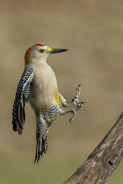 USA, South Texas. Laguna Seca Ranch, golden-fronted woodpecker alighting