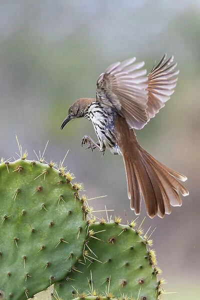 USA, South Texas. Long-billed thrasher alighting on cactus