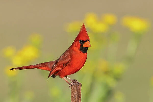 USA, South Texas. Northern cardinal