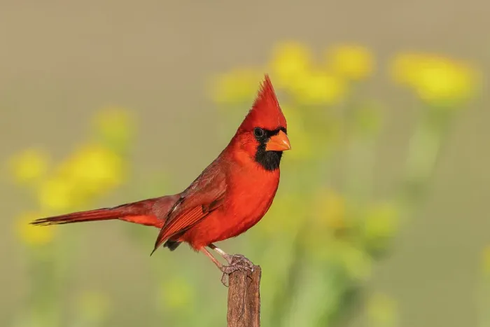 Framed Print : USA, South Texas. Northern cardinal Framed Print : USA, South Texas. Northern cardinal