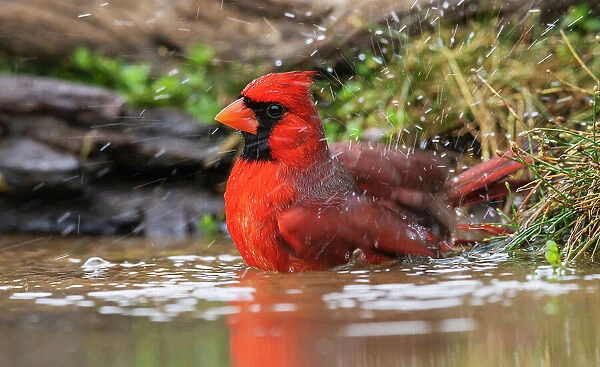 USA, South Texas. Northern cardinal bathing