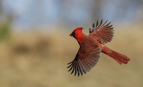 USA, South Texas. Northern cardinal flying