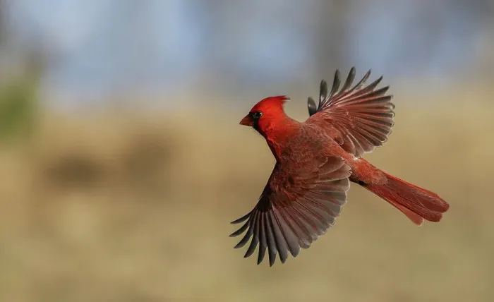 Framed Print : USA, South Texas. Northern cardinal flying