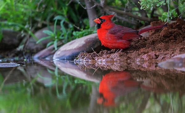 USA, South Texas. Northern cardinal getting a drink