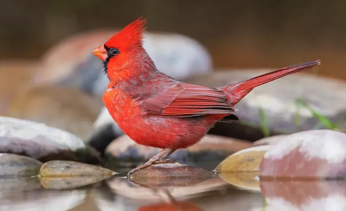 Framed Print : USA, South Texas. Northern cardinal getting a drink Framed Print : USA, South Texas. Northern cardinal getting a drink