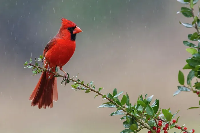 Framed Print : USA, South Texas. Northern cardinal getting a shower Framed Print : USA, South Texas. Northern cardinal getting a shower