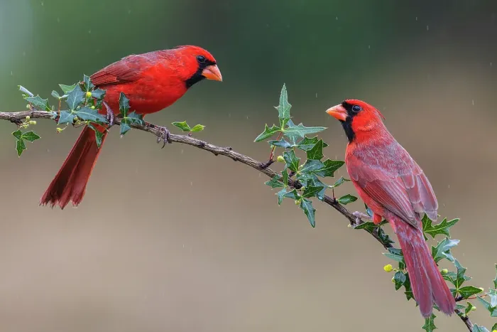 Framed Print : USA, South Texas. Northern cardinal males Framed Print : USA, South Texas. Northern cardinal males