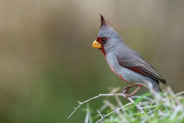 Framed Print : USA, South Texas. Pyrrhuloxia Framed Print : USA, South Texas. Pyrrhuloxia