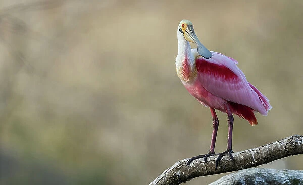 USA, South Texas. Roseate spoonbill