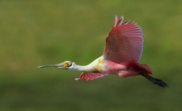 Framed Print : USA, South Texas. Roseate spoonbill flyby
