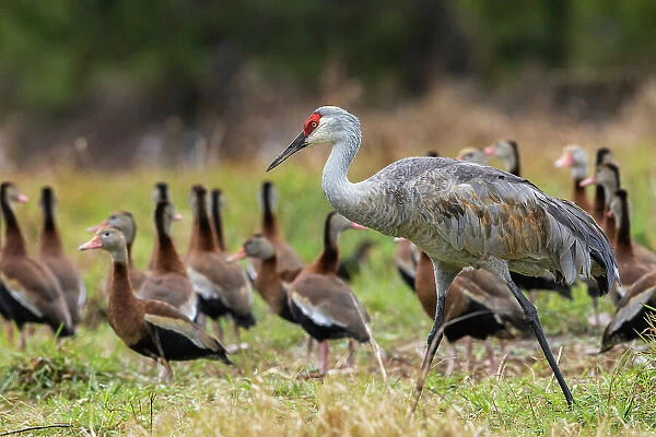 USA, South Texas. Sandhill crane (lesser) and black-bellied whistling ducks