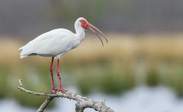USA, South Texas. White ibis calling