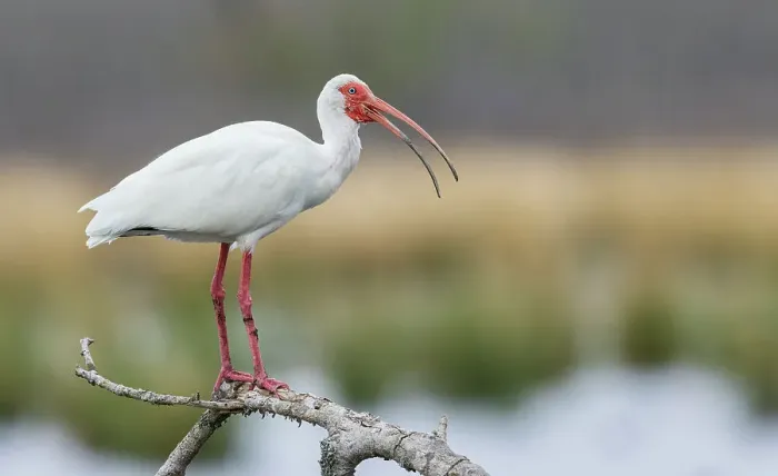 Framed Print : USA, South Texas. White ibis calling Framed Print : USA, South Texas. White ibis calling
