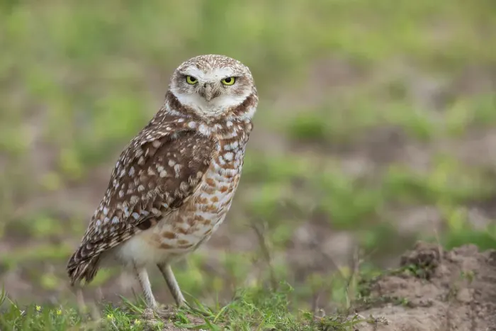 Framed Print : USA, Southeast Oregon, Malheur National Wildlife Refuge, burrowing owl near nesting burrow Framed Print : USA, Southeast Oregon, Malheur National Wildlife Refuge, burrowing owl near nesting burrow