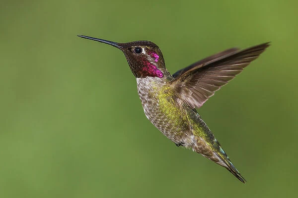 USA, Southern California, Poway, anna's hummingbird